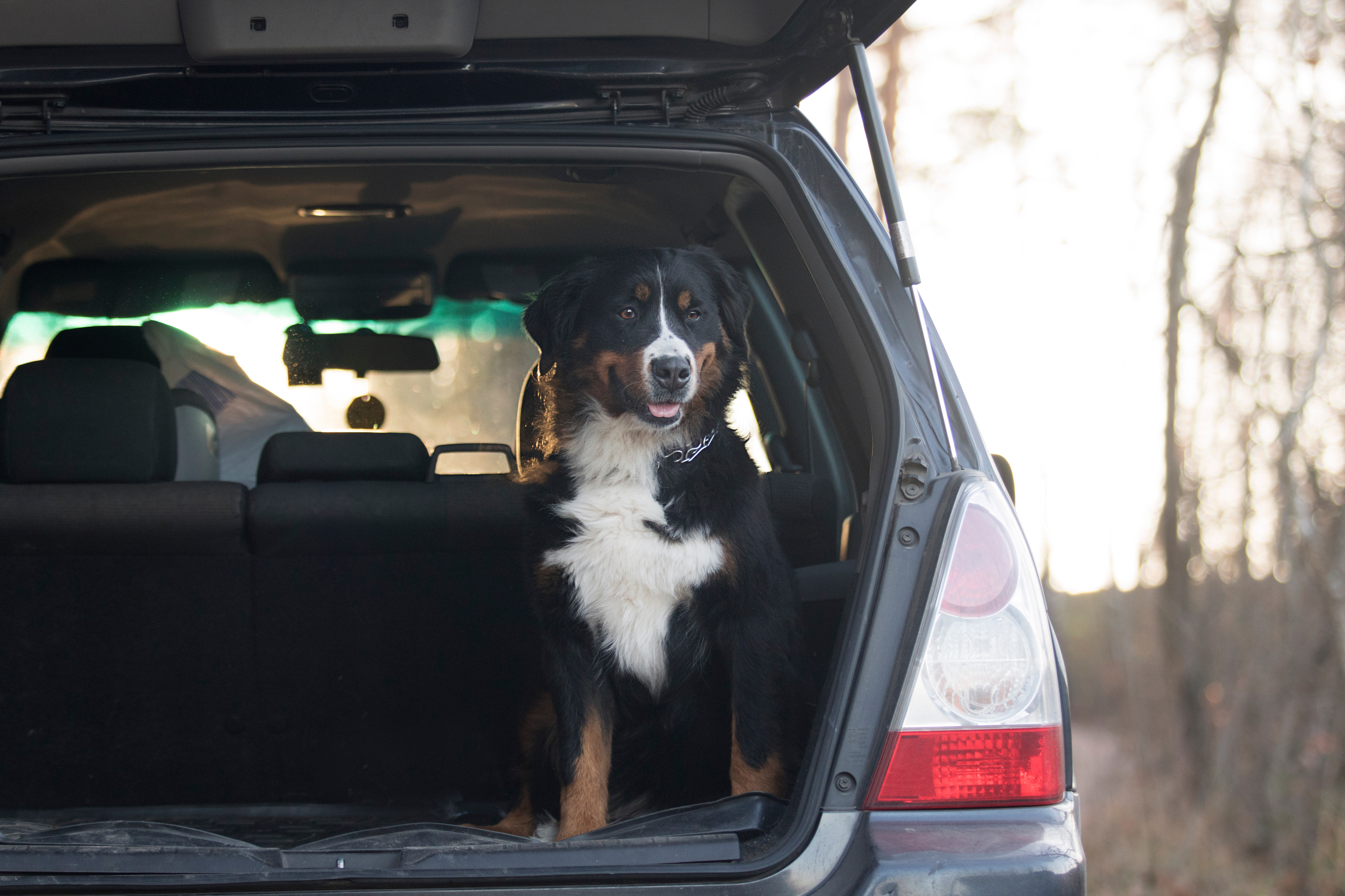 Fur-Friendly Fun: Top 5 Cars Perfect for Dog Owners