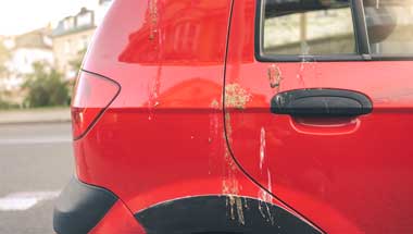 How to Remove Bird Poo 