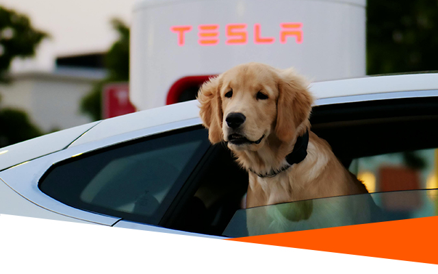Dog-Friendly Car Lease Deals: Spacious & Comfortable Options