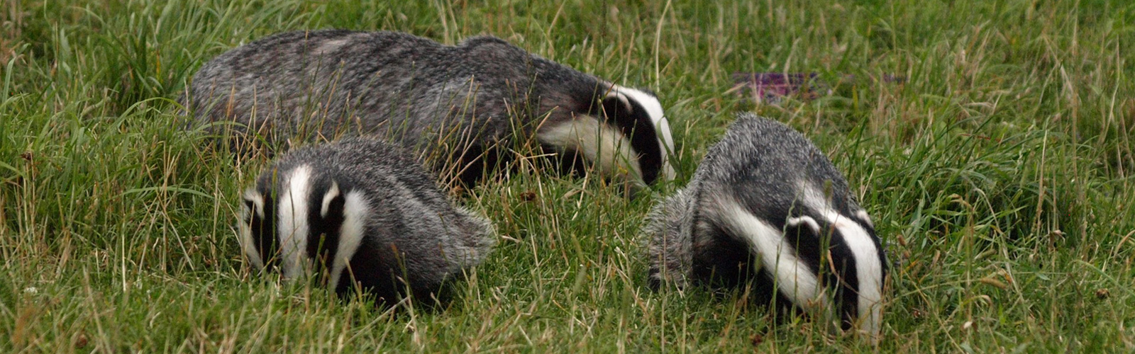 National Badger Day – Driving Safely for Badgers and Other Animals