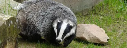 Badger by rock - National Badger Day – Driving Safely for Badgers and Other Animals