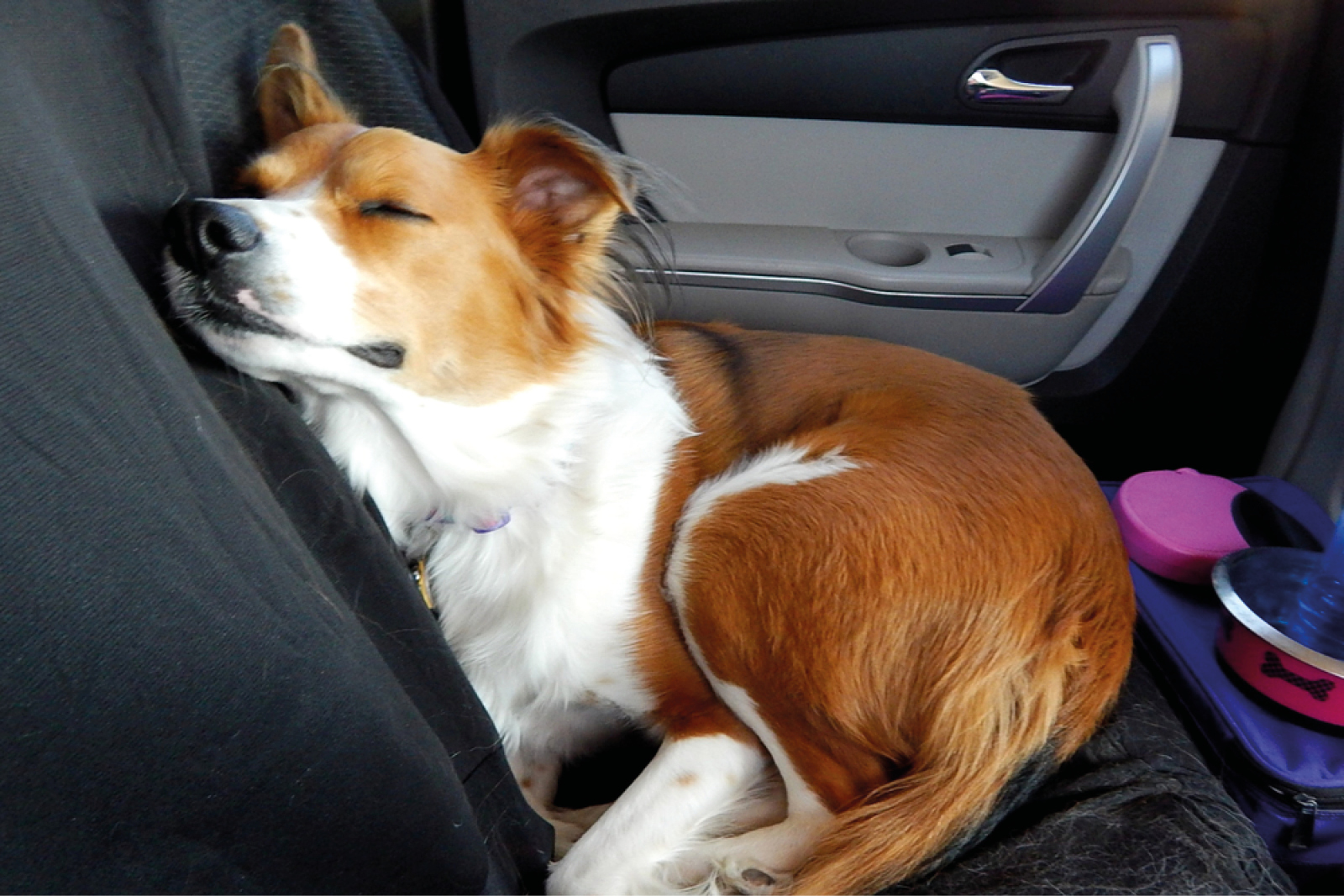 car cleaning hacks dog 