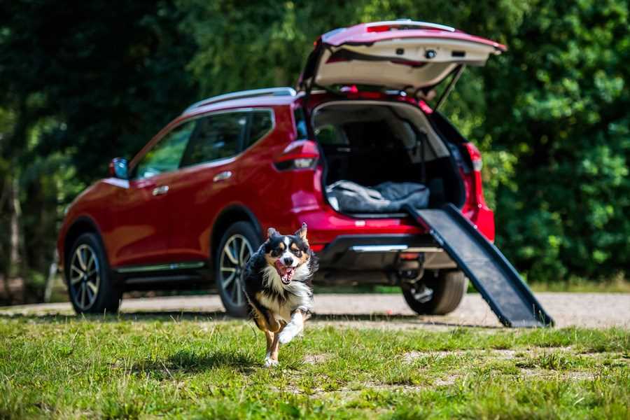 10 Best Cars For Dog Owners