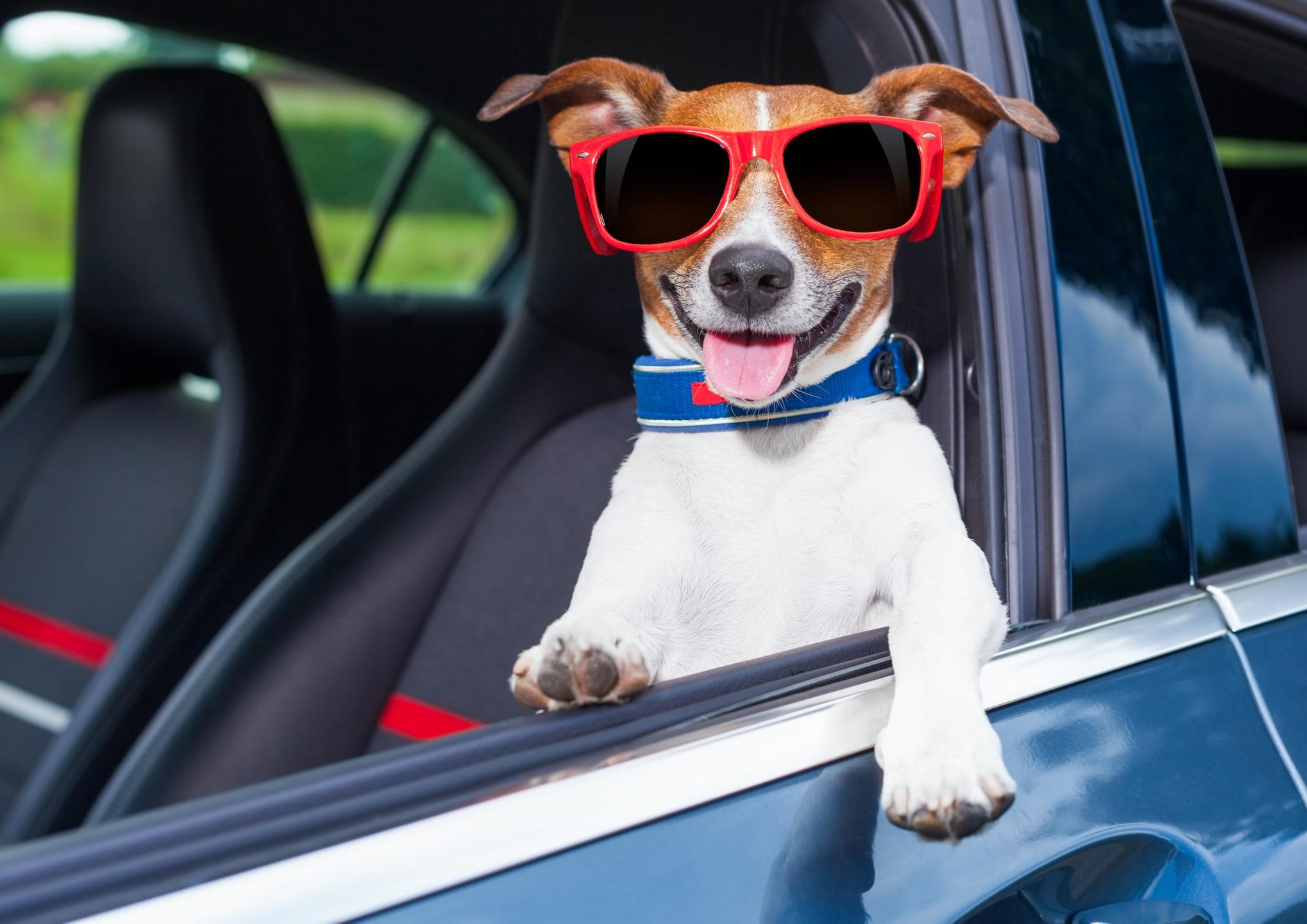 Why Dogs Have Changed the Way We Use Our Cars