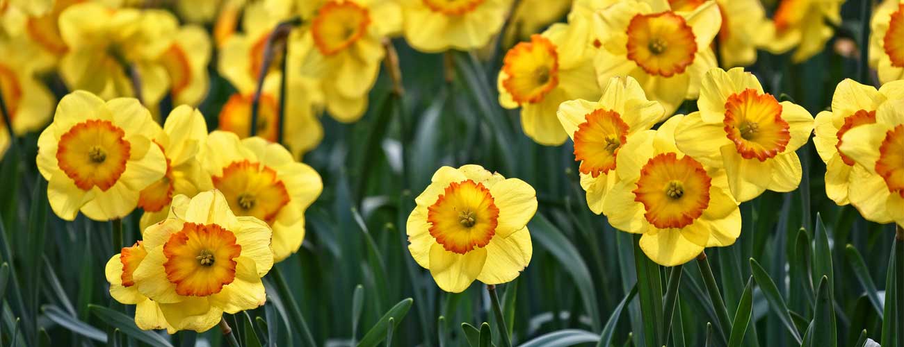 Daffodils for St Davids Day